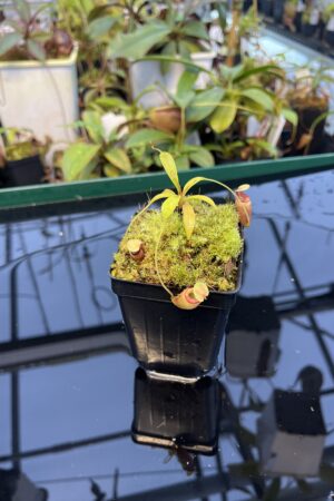 Close Up of Nepenthes flava | Borneo Exotics | BE-3652 | 20885