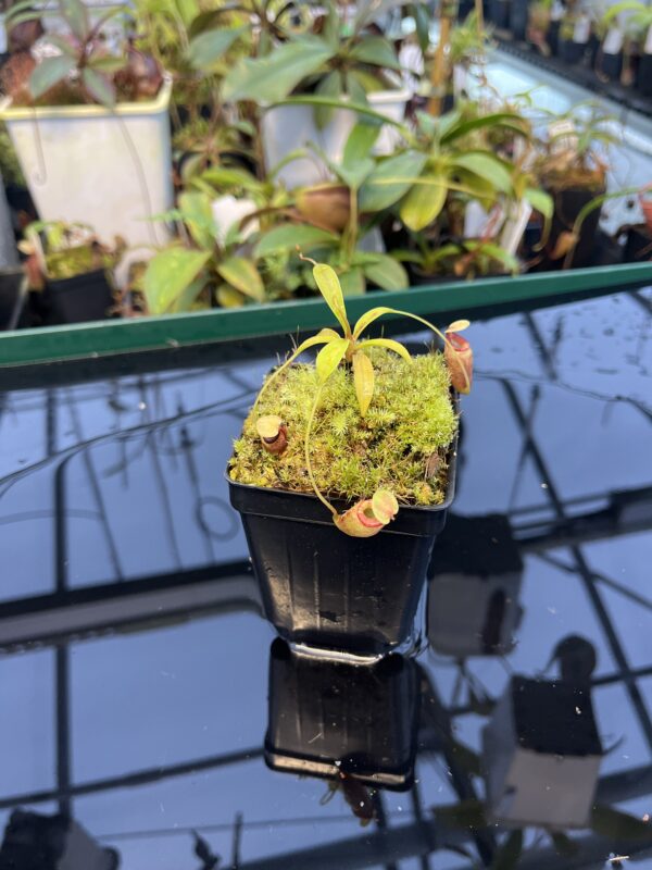 Close Up of Nepenthes flava | Borneo Exotics | BE-3652 | 20885