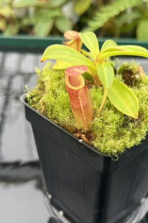 Close Up of Nepenthes (flava x edwardsiana) x inermis | individual seedling (ISC) | Andreas Wistuba | AW-Nx(flavXed)Xinerm.3 | 20836