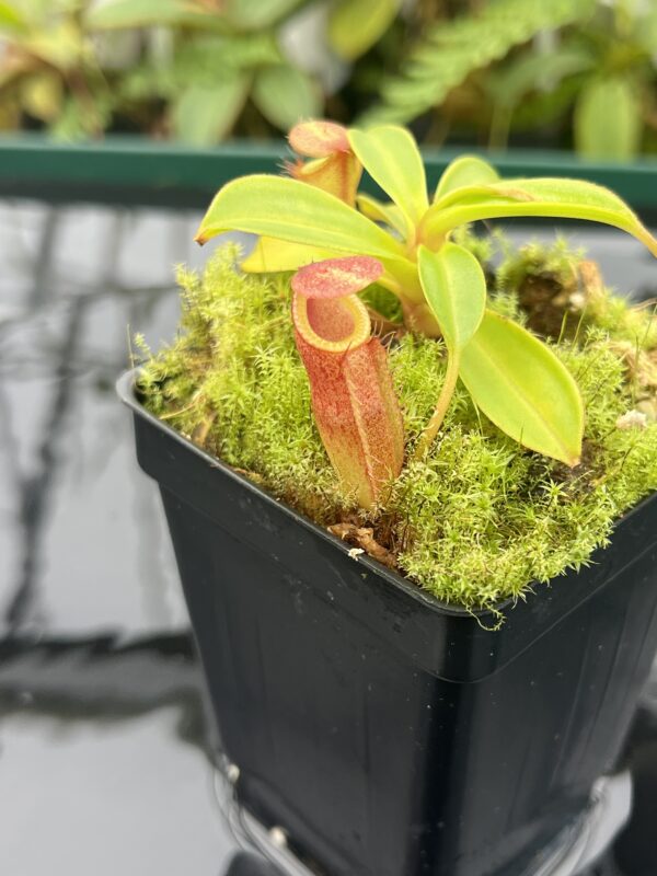 Close Up of Nepenthes (flava x edwardsiana) x inermis | individual seedling (ISC) | Andreas Wistuba | AW-Nx(flavXed)Xinerm.3 | 20836