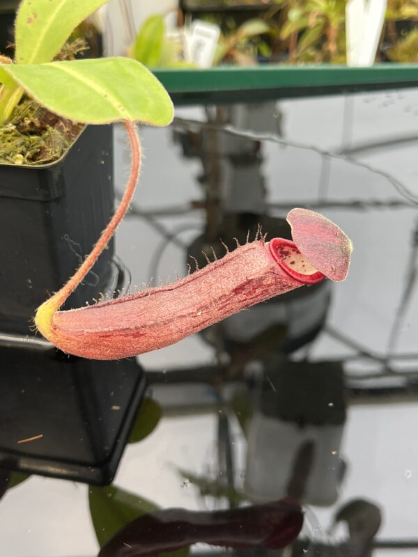 Close Up of Nepenthes (glandulifera x boschiana) x (campanulata x veitchii) | Malesiana Tropicals | MT-173 | 21021