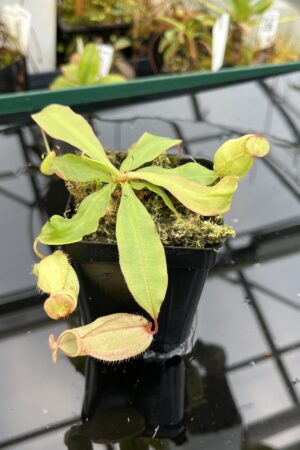 Close Up of Nepenthes (globosa 'Klom' x globosa 'B11') x open pollinated | Manny Herrera | 21008