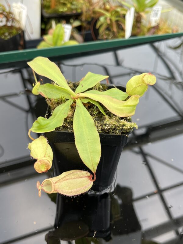 Close Up of Nepenthes (globosa 'Klom' x globosa 'B11') x open pollinated | Manny Herrera | 21008