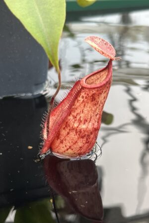 Close Up of Nepenthes globosa 'Klom' x hemsleyana | MH | Florae Collaborative | 21002