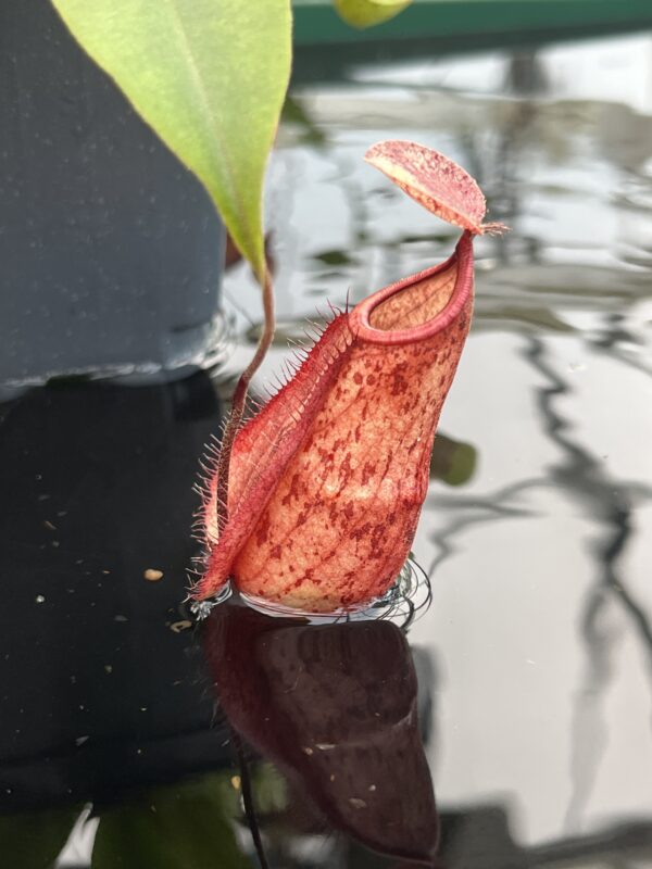 Close Up of Nepenthes globosa 'Klom' x hemsleyana | MH | Florae Collaborative | 21002