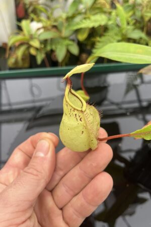 Close Up of Nepenthes (globosa x ampullaria) 'Super Squat' x rafflesiana 'Winged' | Manny Herrera | 20807