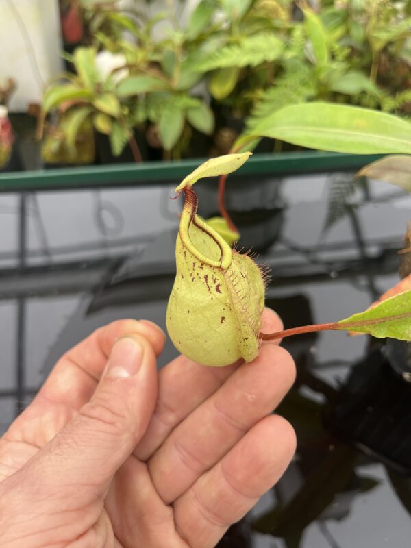 Close Up of Nepenthes (globosa x ampullaria) 'Super Squat' x rafflesiana 'Winged' | Manny Herrera | 20807