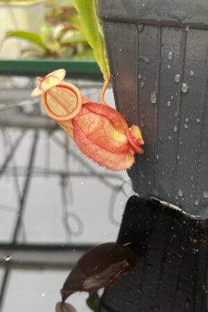 Close Up of Nepenthes globosa x hemsleyana | Manny Herrera | 20810