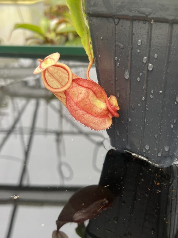 Close Up of Nepenthes globosa x hemsleyana | Manny Herrera | 20810