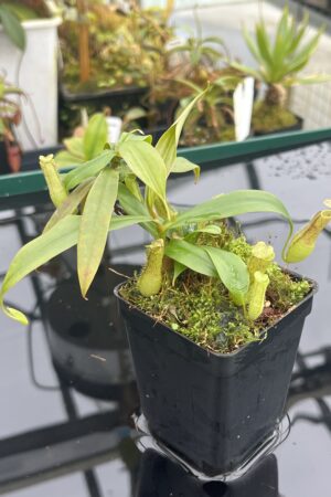 Close Up of Nepenthes gracilis | Borneo Exotics | BE-4060 | 20927