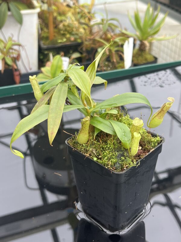 Close Up of Nepenthes gracilis | Borneo Exotics | BE-4060 | 20927