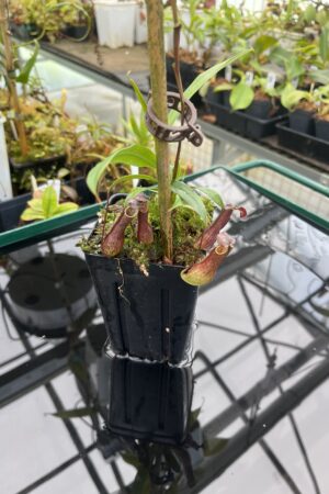 Close Up of Nepenthes gracilis | Borneo Exotics | BE-4611 | 21000