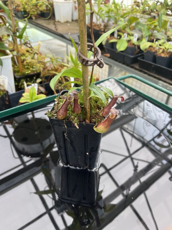Close Up of Nepenthes gracilis | Borneo Exotics | BE-4611 | 21000