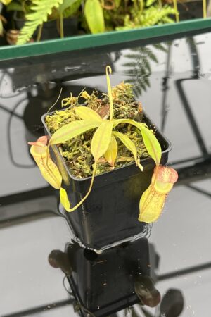 Close Up of Nepenthes gymnamphora x tenuis | Borneo Exotics | BE-4069 | 20816