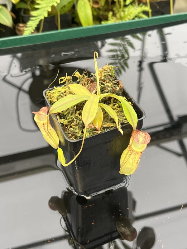 Close Up of Nepenthes gymnamphora x tenuis | Borneo Exotics | BE-4069 | 20816