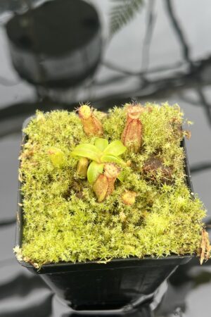 Close Up of Nepenthes hamata (katopasa) x edwardsiana| Clone 4 | Florae Collaborative | FC-266.04 | 20833