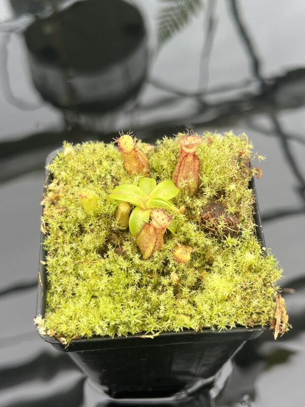 Close Up of Nepenthes hamata (katopasa) x edwardsiana| Clone 4 | Florae Collaborative | FC-266.04 | 20833