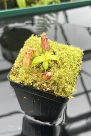 Close Up of Nepenthes hamata (katopasa) x edwardsiana| Clone 4 | Florae Collaborative | FC-266.04 | 20834