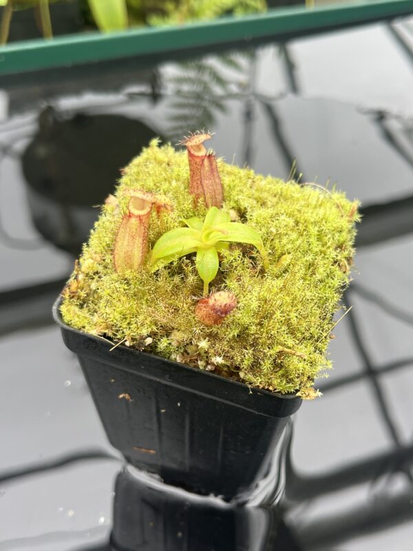 Close Up of Nepenthes hamata (katopasa) x edwardsiana| Clone 4 | Florae Collaborative | FC-266.04 | 20834