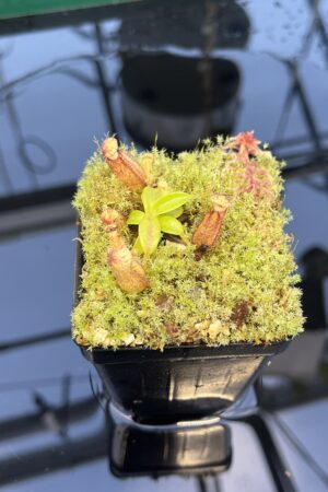 Close Up of Nepenthes hamata (katopasa) x edwardsiana| Clone 4 | Florae Collaborative | FC-266.04 | 20883