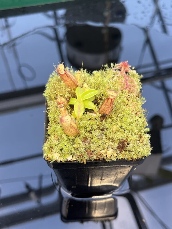 Close Up of Nepenthes hamata (katopasa) x edwardsiana| Clone 4 | Florae Collaborative | FC-266.04 | 20883