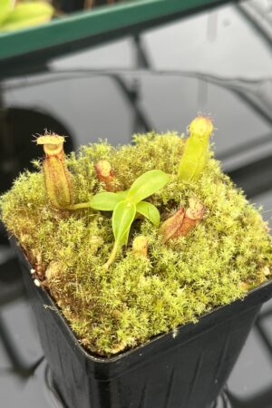 Close Up of Nepenthes hamata (katopasa) x edwardsiana| Clone 4 | Florae Collaborative | FC-266.04 | 20950
