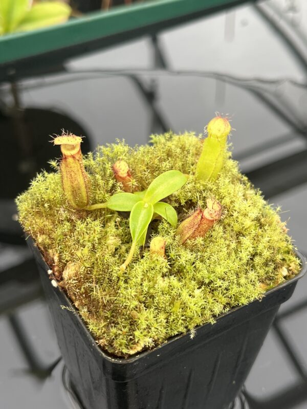 Close Up of Nepenthes hamata (katopasa) x edwardsiana| Clone 4 | Florae Collaborative | FC-266.04 | 20950