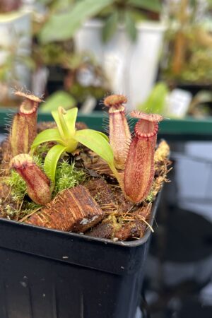Close Up of Nepenthes hamata (katopasa) x edwardsiana| Clone 4 | Florae Collaborative | FC-266.04 | 21038