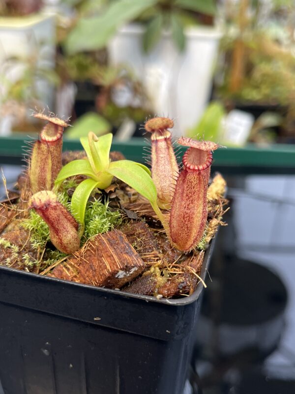 Close Up of Nepenthes hamata (katopasa) x edwardsiana| Clone 4 | Florae Collaborative | FC-266.04 | 21038