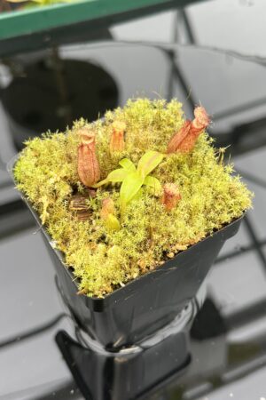 Close Up of Nepenthes hamata (katopasa) x edwardsiana| Clone 4 | Florae Collaborative | FC-266.04 | H20951