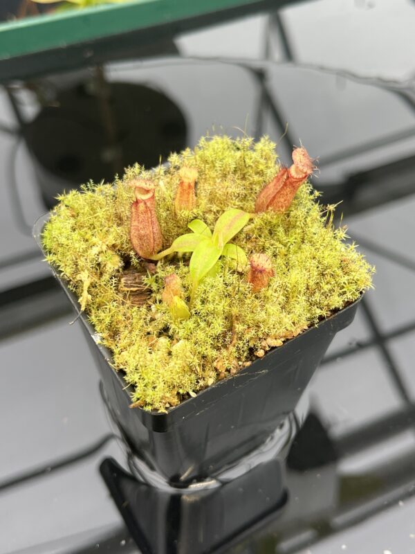 Close Up of Nepenthes hamata (katopasa) x edwardsiana| Clone 4 | Florae Collaborative | FC-266.04 | H20951