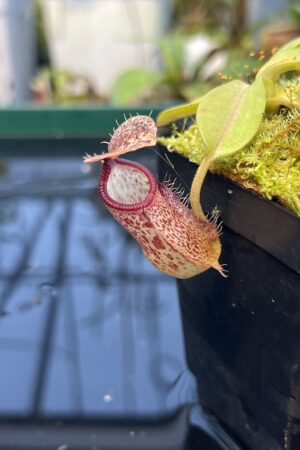 Close Up of Nepenthes hamata x burbidgeae | Borneo Exotics | BE-4567 | 20895