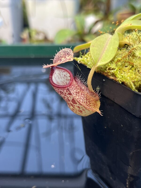 Close Up of Nepenthes hamata x burbidgeae | Borneo Exotics | BE-4567 | 20895