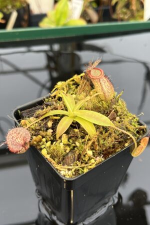 Close Up of Nepenthes hamata x tenuis | Borneo Exotics | BE-4514 | 21037