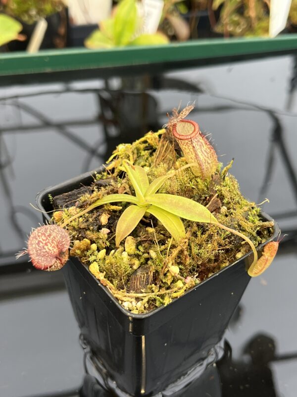 Close Up of Nepenthes hamata x tenuis | Borneo Exotics | BE-4514 | 21037