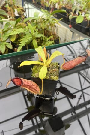 Close Up of Nepenthes hamata x (veitchii x lowii) | Borneo Exotics | BE-4057 | 20812