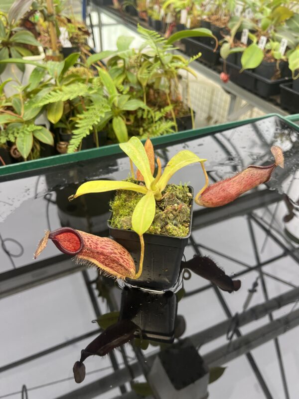 Close Up of Nepenthes hamata x (veitchii x lowii) | Borneo Exotics | BE-4057 | 20812