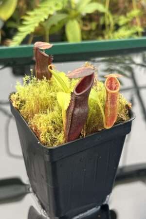 Close Up of Nepenthes inermis x bongso | Borneo Exotics | BE-3897 | 20839