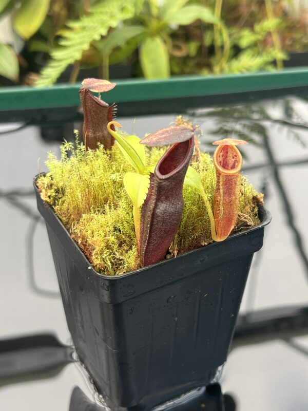 Close Up of Nepenthes inermis x bongso | Borneo Exotics | BE-3897 | 20839