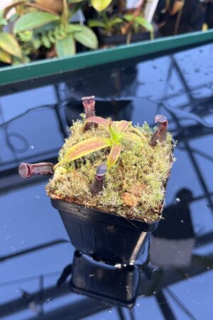 Close Up of Nepenthes izumiae | Borneo Exotics | BE-3925 | 20894