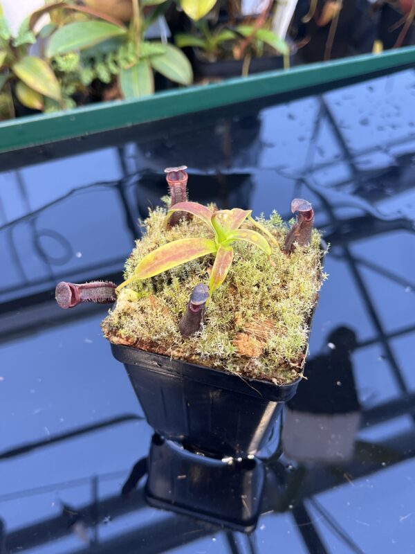 Close Up of Nepenthes izumiae | Borneo Exotics | BE-3925 | 20894