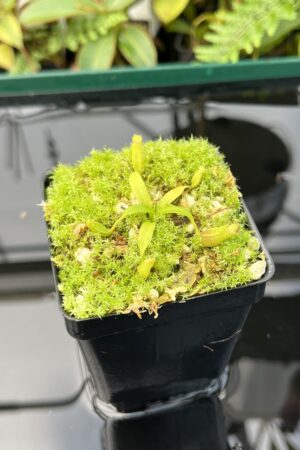 Close Up of Nepenthes izumiae x villosa | JH | Florae | Assorted Clones | Florae Collaborative | FC-377 | 20756