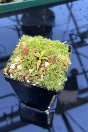 Close Up of Nepenthes izumiae x villosa | JH | Florae | Assorted Clones | Florae Collaborative | FC-377 | 20900