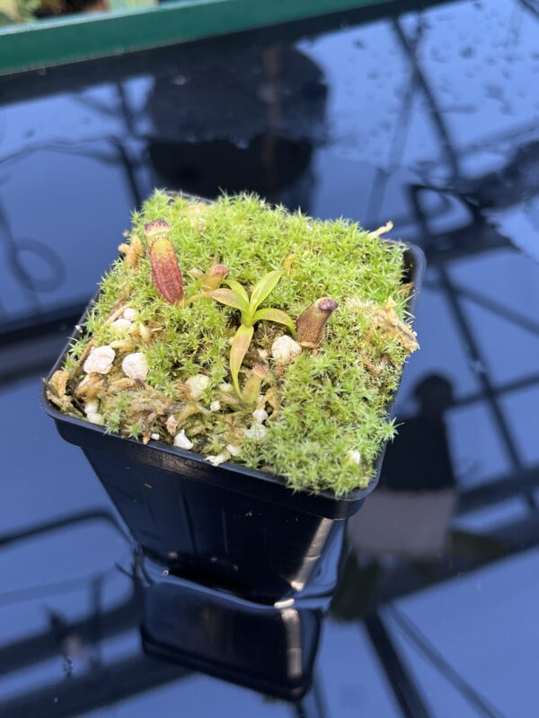 Close Up of Nepenthes izumiae x villosa | JH | Florae | Assorted Clones | Florae Collaborative | FC-377 | 20900