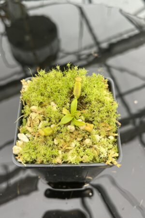 Close Up of Nepenthes izumiae x villosa | JH | Florae | Assorted Clones | Florae Collaborative | FC-377 | 20958