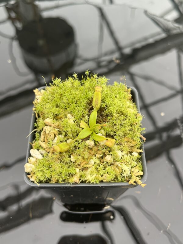 Close Up of Nepenthes izumiae x villosa | JH | Florae | Assorted Clones | Florae Collaborative | FC-377 | 20958