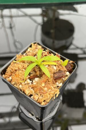 Close Up of Nepenthes izumiae x villosa | JH | Florae | Assorted Clones | Florae Collaborative | FC-377 | H21030