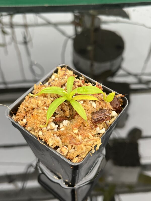 Close Up of Nepenthes izumiae x villosa | JH | Florae | Assorted Clones | Florae Collaborative | FC-377 | H21030