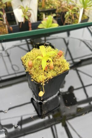 Close Up of Nepenthes jacquelineae | Borneo Exotics | BE-3092 | 20954