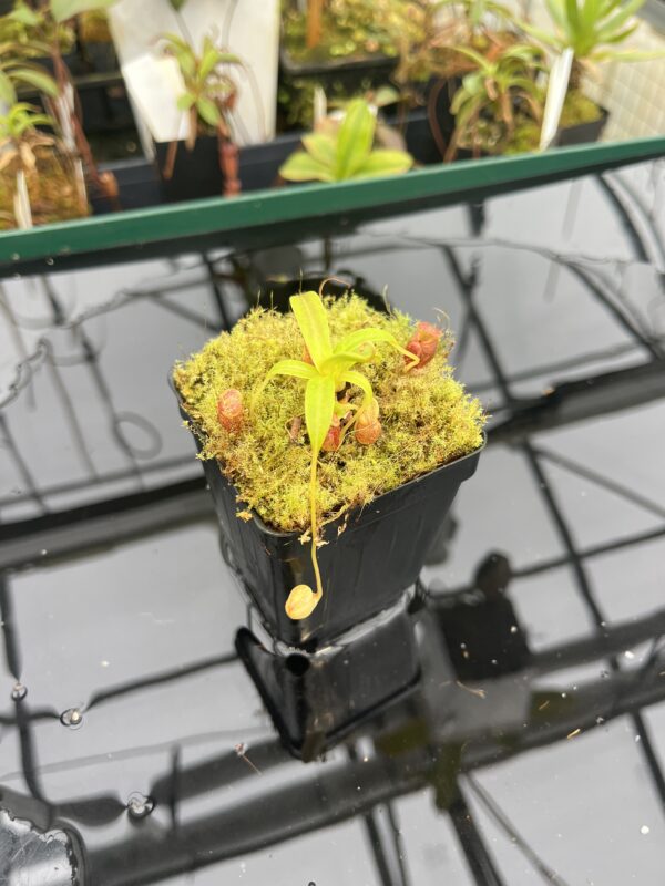 Close Up of Nepenthes jacquelineae | Borneo Exotics | BE-3092 | 20954